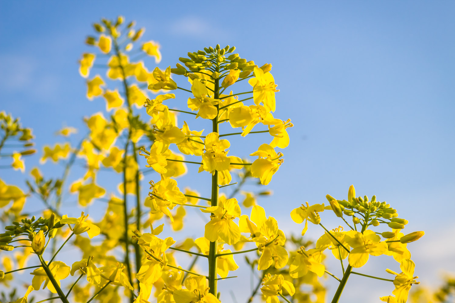 yellow  canola flower in summer