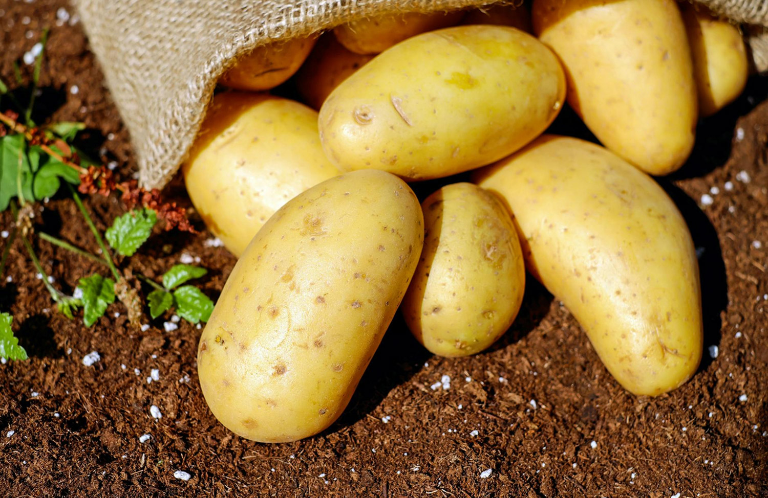 Christophe Corbas Truffe du Mont productions patate